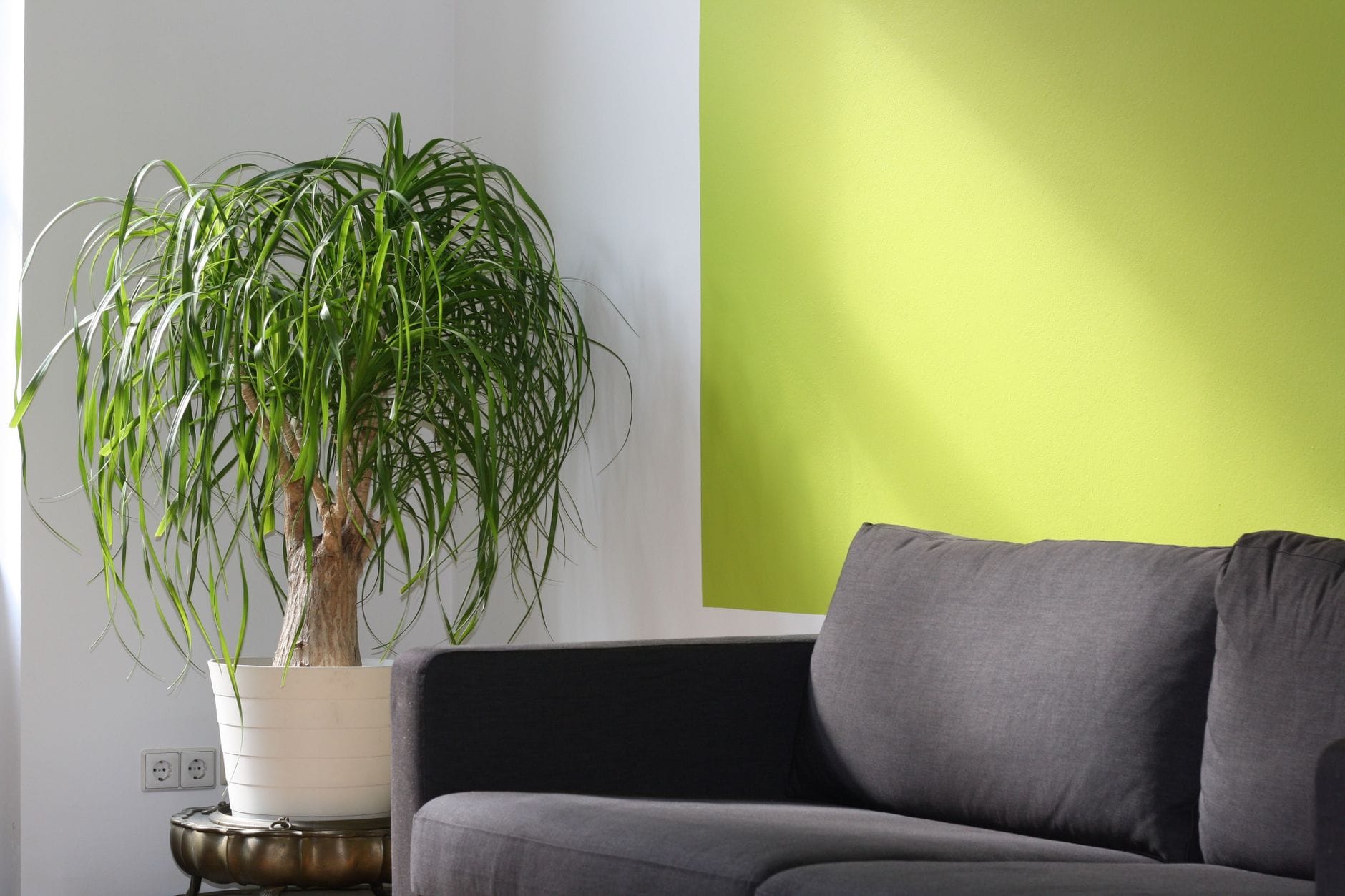 Jasny nowoczesny salon z zieloną ścianą, sofą i palmą w rogu
