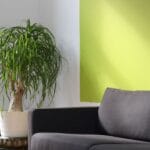 Jasny nowoczesny salon z zieloną ścianą, sofą i palmą w rogu