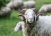 Jak prać i suszyć swetry z wełny merino, aby się nie skurczyły? Instrukcja krok po kroku