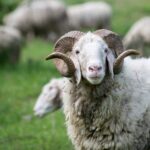 Jak prać i suszyć swetry z wełny merino, aby się nie skurczyły? Instrukcja krok po kroku